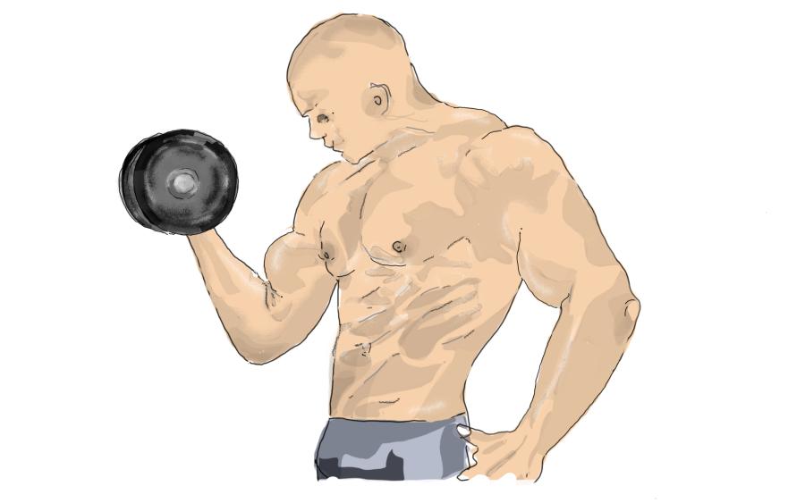 Muskelaufbau Muskelaufbau